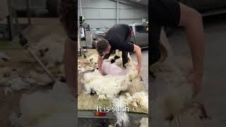 SO MUCH WOOL sheep shearing [upl. by Powder679]