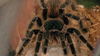 How to Treat a Tarantula Bite  Pet Tarantulas [upl. by Naiditch]