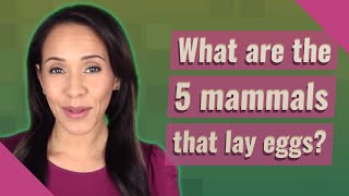 What are the 5 mammals that lay eggs [upl. by Delamare719]