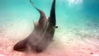 Blacktip Reef sharks mating in lagoon at Misool Eco Resort [upl. by Tekla10]