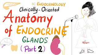 ClinicallyOriented Anatomy Of Endocrine Glands Part 2 [upl. by Htebazil219]