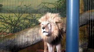 Roaring Lion Lincoln Park Zoo Chicago [upl. by Dennis]