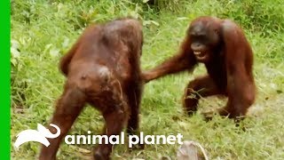 Orangutans Fight For Dominance While Leader Hamlet Is Trapped  Orangutan Island [upl. by Simson]