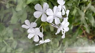 Beautiful Plumbago flower flower relaxing music trending viral nature beautiful [upl. by Anayk843]