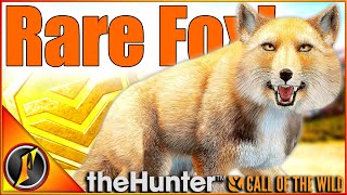 My NEW FAVORITE Rare Tibetan Fox quotSandquot Fur Type Gold  theHunter Call of the Wild [upl. by Kaufman]