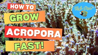 Grow Acropora Frags Faster In Your Reef Tank [upl. by Einaeg]