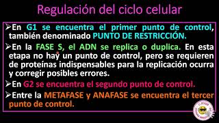 REGULACIÓN DEL CICLO CELULAR [upl. by Otrebmal27]