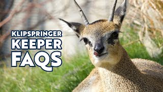 Klipspringer Keeper FAQs [upl. by Ecnatsnoc]