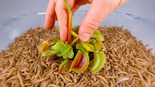 10 000 Mealworms vs VENUS FLYTRAP [upl. by Rezal]