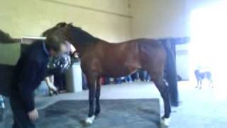 Etalon Trotteur Francais des Haras Nationaux [upl. by Whall]