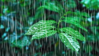 Rainfall on Forest Foliage  Rainstorm Sounds for Sleeping [upl. by Ginny]