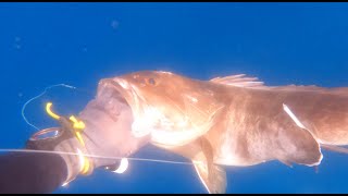 The lost big winter grouper  Cyclades Greece spearfishing 4K [upl. by Elvera212]