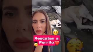 Conmovedor rescate de un perrito atrapado en un pozo rescateanimal perritos rescatandoperritos [upl. by Kelvin]