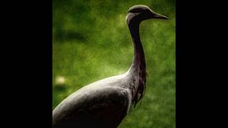 Demoiselle Crane Bird Photography shorts photography tricks trend birds birdphotography [upl. by Avan]