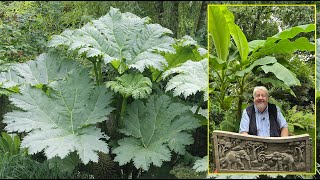 GUNNERA VIVACE GÉANTE AUX FEUILLES IMMENSES À PLANTER PRÈS DE L’EAU… Le Quotidien du Jardin N°255 [upl. by Rowland]