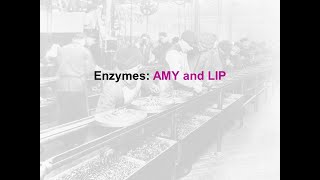 Enzymes Amylase and Lipase  clinical chem lab tests review [upl. by Ahseik]