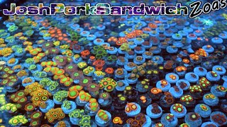 Worlds BEST CORAL COLLECTION  4K Ultra HD  Joshporksandwhich Zoanthids [upl. by Nnahsal]