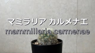 【サボテン】マミラリア カルメナエ mammillaria carmenae [upl. by Nawak]