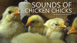 Chicks Sounds  Little Chicken Sounds  4 Hours and 30 Minutes [upl. by Matuag541]