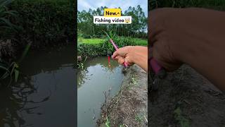 fish catching short  fishing skills  hook fishing fish shorts catchingfish bait carp river [upl. by Wilow]