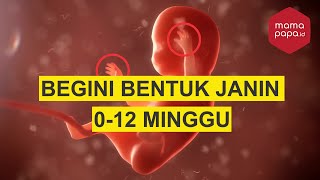 PERKEMBANGAN JANIN TRIMESTER PERTAMA USIA 112 MINGGU [upl. by Rengaw156]