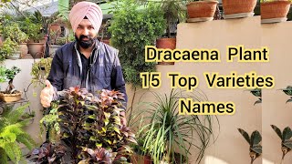 Dracaena plant 15 top varieties names Dracaena care shampys garden [upl. by Atinele]