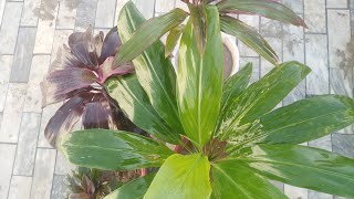 How to care dracaena plant in winter season life with plants [upl. by Delano]