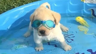 Retrievers Make It Better  Funny Puppy Videos 2018 [upl. by Fleeta]