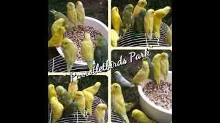 Parrotletbirds Parrotlets Color Mutations [upl. by Mathias638]