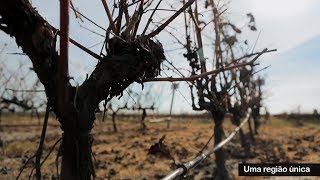 Jaime Quendera on the Setúbal Peninsula Wine Region [upl. by Wenn456]