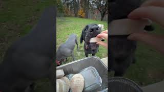 Feeding my dogs frozen raw patties for dinner 🐶🥩 Instinct Pet  Raw Dog Food Review  Dog ASMR [upl. by Notecnirp733]