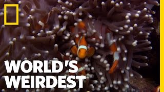 Anemone Killer Fish Traps  Worlds Weirdest [upl. by Raffarty]