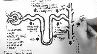 Nephron Function [upl. by Sherr]