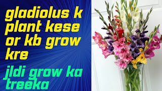 gladiolus  how to grow gladiolus plant  winter plant [upl. by Essy934]