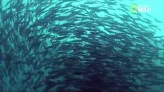 IMPRESSIONNANT  Un banc de sardines gigantesque [upl. by Ynnad]