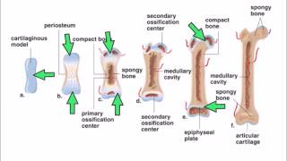 6 Ossification [upl. by Aizan]