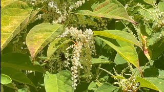 A whole lot of different kinds of bees in ￼Brinnon Washington state🐝🐝🐝🐝🐝🐝🐝🐝🐝🐝 [upl. by Anitsirk]