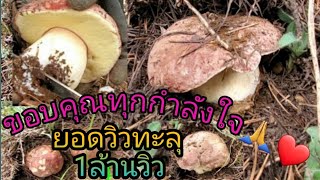 Ep233052020เก็บเห็ดผึ้งหวานในอเมริกาPicking King Boletes Ca USA [upl. by Burnley]