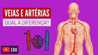 Veias e Artérias Quais diferenças [upl. by Oag541]