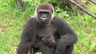 Gorillafication Week 18 Best Baby Gorilla Video Ever  Cincinnati Zoo [upl. by Torp]