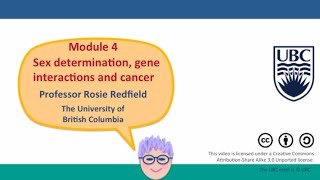 4B  Genes on the sex chromosomes [upl. by Keary]