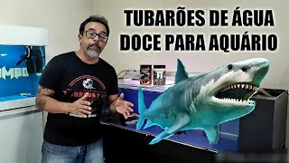 🔴5 INVERTEBRADOS PARA AQUÁRIOS Mr Betta [upl. by Ynaffad819]