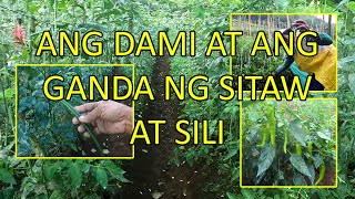 ANG DAMI AT ANG GANDA NG SITAW AT SILI [upl. by Annoled]