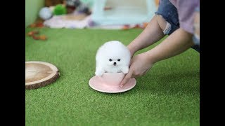 Teacup Pomeranian 티컵 포메라니안 [upl. by Nelluc]