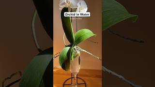 Can Orchid Plant survive in just water plantcare orchids plantlovers [upl. by Themis848]