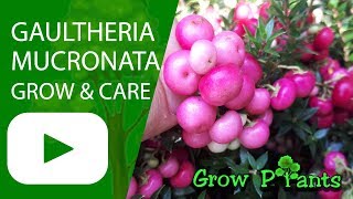 Gaultheria mucronata – grow care amp harvest Edible fruits [upl. by Artinad325]