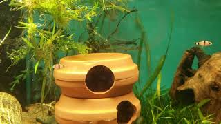 Breeding Puntius fasciatus panda barb video 3 [upl. by Branen728]