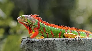 15 Most Beautiful Iguanas in the World [upl. by Harts]