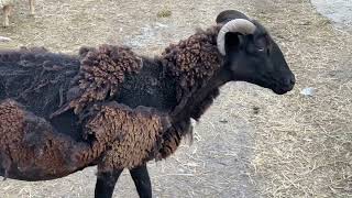 The Secret Behind Wiltshire Horn SelfShedding Sheep [upl. by Dorothy]