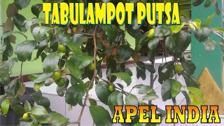 tabulampot putsa atau apel india [upl. by Line61]